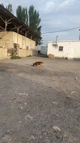 A dog with brown and tan fur is walking across a gravelly outdoor area. The dog is carrying a stick in its mouth. In the background, there is a long, open-sided building with a metal roof, followed by a white building with a chimney, and a red brick building with windows. There are also some wooden pallets scattered around. The sky is cloudy.
