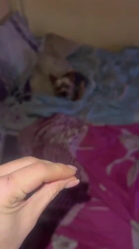 Person with scratched hand pets Yorkshire terrier in Poltava
