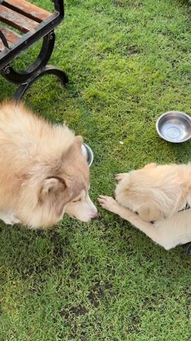 The video shows two dogs lying on a patch of green grass. A bench is visible in the background. There are two metal dog bowls near the dogs. One dog is larger with light brown and cream colored fur. The other dog is smaller with light cream colored fur and a dark collar. Both dogs are lying down and licking their front paws. A person in flip-flops walks by in the background.