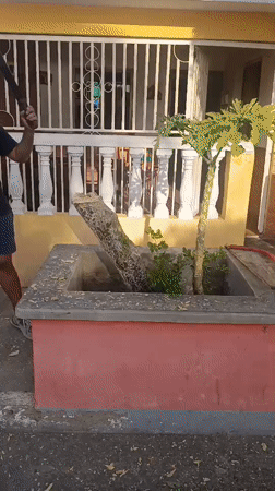 Man chops tree stump with machete in Juan Griego