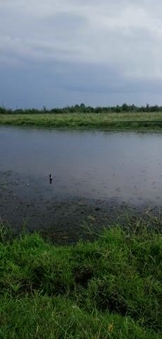 The video shows a close-up of fishing rods positioned near the edge of a body of water. The water appears murky and has some debris on the surface, suggesting a natural environment like a pond or a slow-moving river. Green grass and some darker vegetation grow along the bank in the foreground and to the right of the frame. The sky is overcast with clouds, indicating a possibly rainy or gloomy day. The camera is positioned to capture the fishing rods in the foreground and the water stretching into the distance, with a line of trees or dense vegetation forming the horizon. There are no people visible in the video. The water's surface shows small ripples, possibly from rain or a gentle breeze.