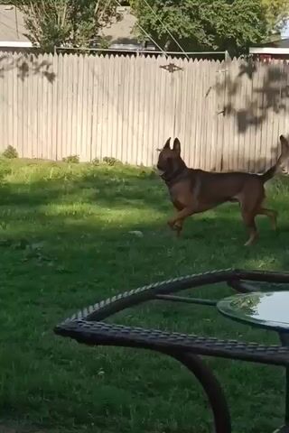 A brown and black dog stands in a grassy yard. The dog is looking to the right. The dog is in the center of the frame. The dog is on its hind legs. The dog is moving its head left to right. The dog has its mouth open. There is a fence in the background. There is a table in the foreground. The table is dark colored and has a patterned surface. There is grass on the ground. There are shadows on the ground. There is a building in the background. The building is red and white.