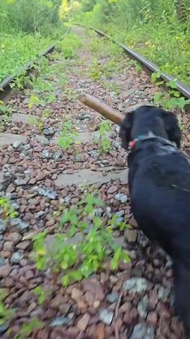 A black and white dog carries a stick in its mouth while walking along abandoned railroad tracks. The tracks are overgrown with green vegetation, and the ground is covered with gravel and rocks. The dog is moving away from the camera, down the tracks, which recede into a blur of green in the distance. Sunlight filters through the trees, creating a dappled effect on the scene.