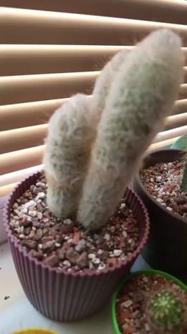 The video shows a close-up of a potted cactus. The cactus is fuzzy and light green, with two prominent stems that curve upwards. It is in a purple ribbed pot filled with a mix of gravel and soil. To the right of the main cactus, another smaller cactus in a green pot is partially visible, and a third cactus in a darker pot is also in the background. The scene appears to be on a windowsill, with window blinds visible in the background, creating horizontal lines of light and shadow. The lighting suggests it is daytime. The speaker describes the cactus as their favorite and notes that it "smiles."