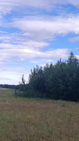 The video displays a scenic, natural landscape under a partly cloudy sky. The foreground is dominated by a field of dry, tall grass, indicating it might be late summer or early autumn. To the right, a dense line of trees forms a dark green border against the lighter grass. The trees are a mix of deciduous and coniferous species, with some taller, more slender trees interspersed among the fuller bushes. In the distance, a faint line of trees stretches across the horizon, suggesting a larger forest or wooded area further away.

The sky is a vibrant blue, punctuated by large, fluffy white clouds that cast soft shadows on the land. The light suggests it is daytime, likely late morning or early afternoon, given the brightness and the angle of the sun which is not directly visible. There are no people or man-made objects prominently featured in the scene, emphasizing the natural and somewhat remote setting.

A single, small dark shape, possibly a bird or an insect, is visible flying in the upper portion of the frame, adding a subtle element of life to the static landscape. The overall mood is tranquil and serene, capturing the quiet beauty of a rural or wild environment. The location context provided, Imeni Tel'mana Nomer Tretiy, Kazakhstan, suggests a vast, open, and potentially agricultural or wild grassland region. There is no visible text in the video.