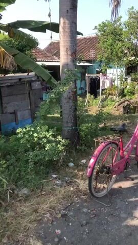 The video opens with a close-up shot of a pink bicycle parked in front of a large tree. The bicycle is facing away from the camera, and its rear wheel and a portion of the frame are visible. The tree is tall and has a rough, textured bark. Green foliage surrounds the base of the tree and extends upwards, obscuring some of the tree's trunk. Behind the tree and bicycle, a simple wooden structure with a blue door is visible. Further in the background, a house with a red-tiled roof is seen, with laundry hanging on a line in front of it. The environment appears to be rural or semi-rural, with vegetation and a modest dwelling. The lighting suggests it is daytime, likely late afternoon given the shadows. There are no people visible in this frame.