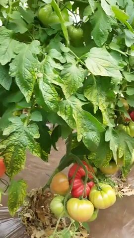 The video shows a close-up view of tomato plants growing in a greenhouse. The plants are laden with tomatoes in various stages of ripeness, from green to red. The leaves of some of the plants exhibit yellowing and mottling, suggesting potential nutrient deficiencies or disease. The overall environment appears to be a controlled agricultural setting, with plastic sheeting visible on the ground, likely for weed suppression or moisture retention. There are no people or animals present in the footage. The camera pans slowly across the plants, highlighting the tomatoes and the condition of the foliage.