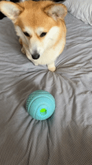Corgi playtime and a morning drive in Chaikovsky