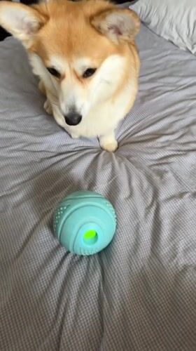 Corgi playtime and a morning drive in Chaikovsky