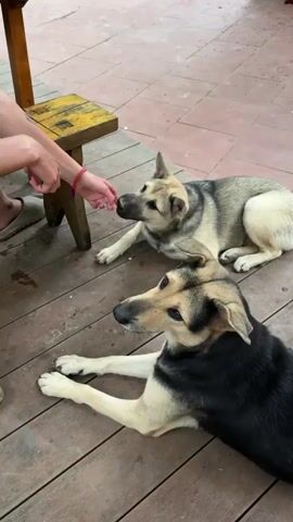 The video opens with a close-up of a person's hand reaching out towards a dog's nose. Two dogs are lying on a wooden floor. The hand is interacting with the dog in the foreground, which has tan and black fur. This dog is lying down with its head turned towards the hand. Behind it, another dog, mostly tan with some gray markings, is also lying down and looking towards the interaction. The setting appears to be outdoors or on a patio, with reddish-brown tiles visible in the background. A rustic wooden stool is to the left of the frame.

The camera then pans up and to the left, revealing two people sitting at a wooden table. The person whose hand was previously shown is now in the foreground, sitting on a wooden bench. This person has a tattoo on their left leg and is wearing gray shorts and a black tank top. The second person, with curly red hair, is seated at the table, wearing a green t-shirt with a graphic design. Plates of food and drinks are visible on the table. The background shows a stone wall and lush green foliage. The two dogs are still visible in the lower part of the frame, now further away from the people and the table. The person with the tattoo is looking towards the person at the table, and the person at the table is looking away from the camera. The scene suggests a casual outdoor dining setting.