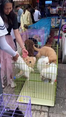 The video shows several cages containing puppies outdoors. In the foreground, a green cage holds at least four small white and tan puppies. A person with a pink skirt is petting one of the white puppies. Behind this cage, a purple cage contains a brown poodle. Further back, another cage holds a light brown puppy. People are visible in the background, suggesting this might be a pet market or adoption event. The ground appears to be paved. The lighting indicates it is daytime.