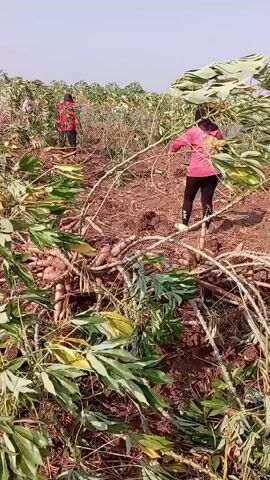 The video shows two people harvesting cassava in a field. The field is dirt with some dry leaves and branches on the ground. The cassava plants have been partially cut down, exposing their roots. One person is in the foreground, bending over and pulling roots from the ground. The other person is in the background, also harvesting cassava. The sky is clear and blue.