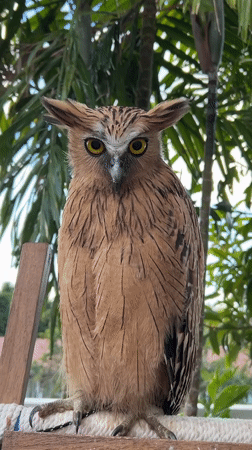 Owls and dogs share space at a Bali animal spot