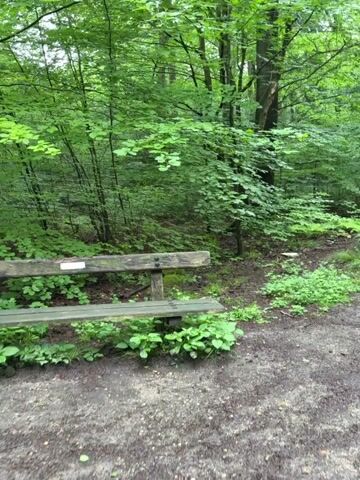 A stationary camera captures a wide dirt path in a forest. In the foreground, on the left, a rustic wooden bench with a white label is visible, surrounded by green undergrowth. The camera slowly pans right, revealing the path extending straight into the distance, flanked by numerous tall trees with dense, bright green foliage forming an overhead canopy. The ground consists of dark brown soil. No individuals are present.