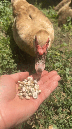 Ducklings, goslings, and garden life in a backyard setting.