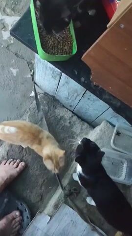 Three cats are visible in the frame, two black and white and one mostly black, gathered around a green food dish filled with kibble. One black and white cat stands on its hind legs reaching into the dish while the other black and white cat eats from it. A mostly black cat also eats from the dish. A tan cat is partially visible in the lower left corner. A person's bare foot is visible in the lower left corner. The cats are on a textured surface, possibly concrete, with a wooden structure and a tiled surface behind them. The lighting suggests it is daytime.