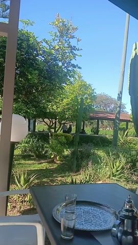 The video shows the outdoor seating area of a cafe or restaurant.  The camera is positioned under a green awning, providing shade.  On the table in the foreground, there is a tray with a glass of water and a teapot. There are also containers of condiments.  Outside, there is a garden with trees, cacti, and other plants. People are seated at other tables in the outdoor area. Most of the chairs are white, with some red chairs interspersed. The day is sunny with a clear blue sky. The camera slowly pans from left to right, revealing more of the seating area. A backpack rests on a chair near the end of the video.