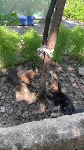 Two tabby kittens play in the dirt next to a tree. One kitten is on the left side of the tree, and the other is on the right. Both kittens are facing the tree. The kitten on the left is sniffing the ground, and the kitten on the right is batting at the tree. The tree is tied to a stake with a white rope. There are green plants behind the tree. The ground is covered in dirt and small rocks. The video is shot in daylight.