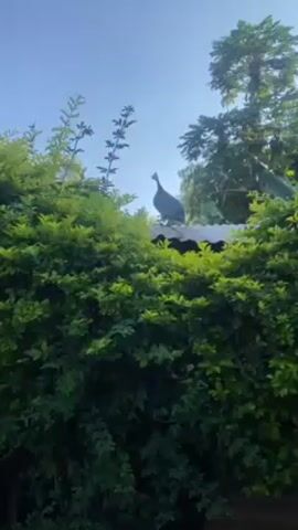 The video shows a guinea fowl standing on a corrugated metal roof, partially obscured by a green shrub. The guinea fowl is grey with white spots and has a characteristic bony casque on its head.  The sky is clear and blue. In the background, there are taller green trees. The guinea fowl is making a distinctive squawking call. The shot is taken from below, looking up at the bird on the roof.