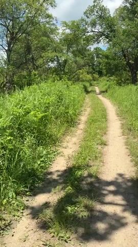 A dirt path winds through a lush green landscape. Trees with full canopies line the path, with tall green grass growing densely on either side. The sky is visible above, with scattered clouds. The camera appears to be moving forward along the path, giving a first-person perspective. The lighting suggests it is daytime, likely a sunny day. The scene is peaceful and natural, depicting a trail in a wooded or park-like setting.