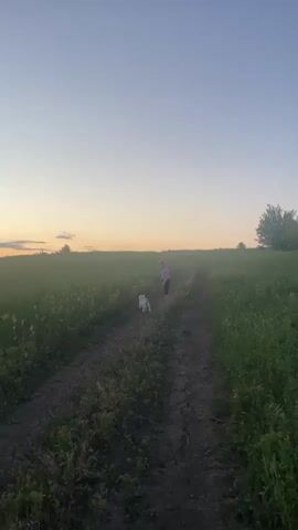 A person and a dog are walking on a dirt path in a grassy field during what appears to be sunset. The sky is a gradient of pale blue and orange. The person is wearing a light purple sweatshirt and dark pants. The dog is small and white. The path winds through the field, and in the distance, there is a faint outline of another person on a bicycle. The grass is tall and green on either side of the path. The video is shot vertically.