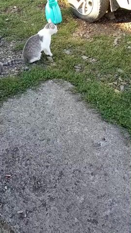 A tabby and white cat is sitting on a grassy patch next to a concrete area. To the right of the cat is a blue watering can and a car tire. The cat is looking to the right. The video is shaky and out of focus.