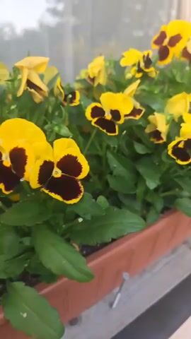 A close-up video shows a planter box filled with flowering pansies on a wooden surface, likely a windowsill. The flowers are vibrant, with petals in shades of yellow, dark red, and pink. Lush green leaves fill the spaces between the blooms. The background is blurred, suggesting an indoor setting with a window offering a view of greenery. The camera moves slowly, offering different perspectives of the flowers and the planter. There are no people or animals visible in the video. The overall impression is one of natural beauty and tranquility.
