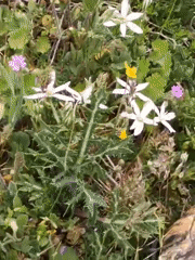Tortoise grazes on wildflowers in Bulgarian countryside spring scene