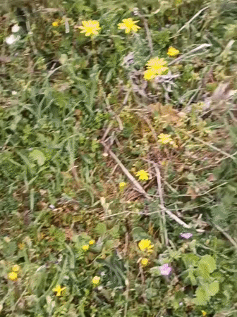 Tortoise grazes on wildflowers in Bulgarian countryside spring scene