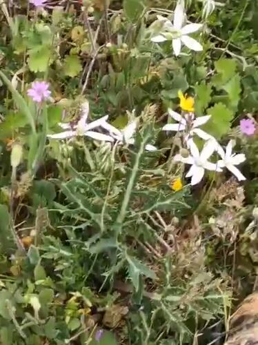 Tortoise grazes on wildflowers in Bulgarian countryside spring scene