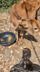 Calf fed and petted by person in Bhagsu, India