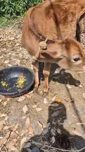 Calf fed and petted by person in Bhagsu, India