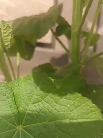 The video is a close-up of a hollyhock plant with pale pink flowers. The plant has large, green, heart-shaped leaves and a sturdy stem. The focus shifts between the leaves, stem, and the delicate petals of the flowers, revealing the intricate details of the plant's structure. The lighting suggests it is daytime, possibly outdoors or near a window. There are no people or animals visible in the video.
