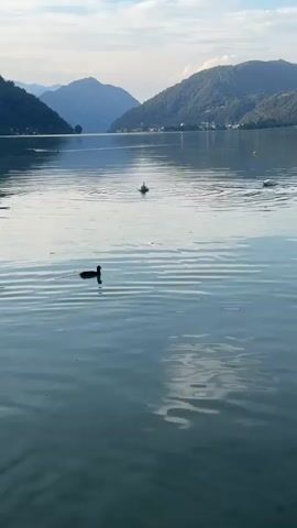 A serene lake scene unfolds under a partly cloudy sky. The calm water reflects the surrounding lush green mountains and a distant cityscape. In the foreground, a lone dark-colored duck swims, leaving a gentle ripple in its wake. Further out, two white swans gracefully glide across the water. The overall impression is one of tranquility and natural beauty.