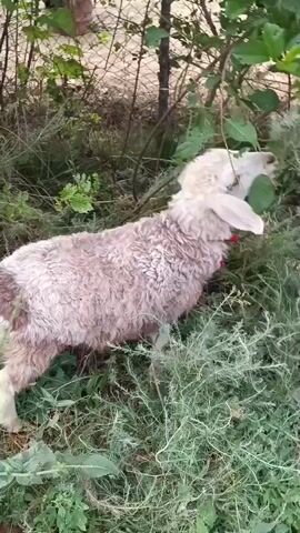 A young sheep with curly white and brown wool is eating leaves from a bush. A small white goat enters the frame and approaches the sheep from behind. The sheep turns its head to look at the goat. The background is out of focus and shows a yard with trees and bushes.