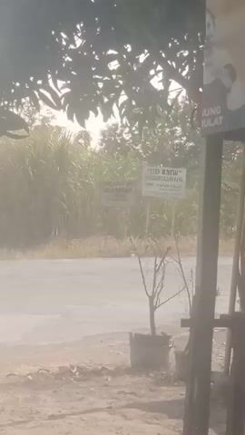THE VIDEO SHOWS A ROAD WITH VEGETATION ON THE LEFT SIDE AND A STRUCTURE ON THE RIGHT. THERE ARE TWO SIGNS VISIBLE IN THE BACKGROUND. THE LEFT SIGN READS "UD. BUMI SEJAHTERA SELO BIANTUL". THE RIGHT SIGN READS "UD. BMW PENGGERGAJIAN KAYU". A MOTORCYCLE WITH A RIDER IS SEEN PASSING BY ON THE ROAD. THE LIGHT IS BRIGHT, SUGGESTING DAYTIME. THERE IS A SMALL TREE IN A POT IN THE FOREGROUND ON THE RIGHT.