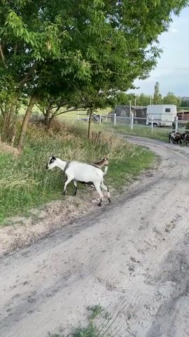 The video captures a serene rural scene in Cherkasy, Ukraine. Two goats, one white with black markings and a smaller, light brown one, are grazing on a grassy embankment next to a dirt road. The larger goat is closer to the camera and is wearing a halter. A third goat, partially visible with black and white patches, appears in the lower left of the frame in later shots. In the background, a white trailer is parked, and a white fence encloses a field. A large, leafy tree provides shade over the goats. The lighting suggests it is late afternoon or early evening, with soft, natural light. The atmosphere is peaceful and idyllic, conveying a sense of rural tranquility. There is no visible text in the media.