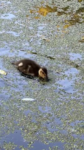 A baby duckling with brown and white markings swims in a pond covered in green algae. The duckling is in the center of the frame, moving from left to right, and occasionally dips its head underwater as if searching for food. The water is dark and reflective, and the background is blurred, showing hints of yellow and brown in what appears to be foliage or structures. The overall impression is of a peaceful, natural scene.