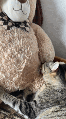 Tabby cat grooms stuffed dog toy in Argentina