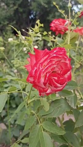 A close-up shot focuses on a red and white rose in full bloom, its petals intricately layered and edged with white. The rose is surrounded by lush green foliage, with some leaves showing signs of insect damage, evidenced by small holes. In the blurred background, other roses and green trees are visible, suggesting an outdoor garden setting. The lighting is natural and appears to be daylight. The camera subtly zooms in throughout the clip, bringing the rose into sharper focus.