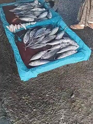 The video shows a collection of fish lying on a large, blue tarp on the ground. There are two distinct groups of fish; one larger collection of long, silvery fish, and a smaller collection of small, pinkish-white fish. A person wearing work boots stands behind the tarp, their legs and feet visible. To the right, another person wearing a long dress and sandals is partially visible. The ground is rough and appears to be made of dark asphalt or concrete. A hand reaches down and picks up one of the larger fish. The scene takes place in an outdoor setting.