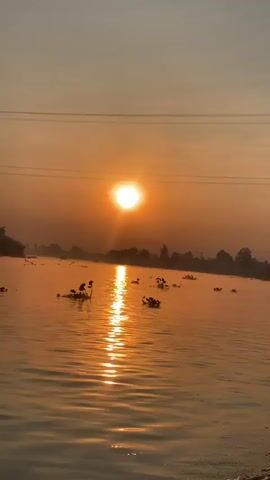The video shows a serene sunset over a body of water. The sun, a bright orange orb, is low on the horizon, casting a shimmering golden reflection across the rippling water. Several small, dark objects, possibly boats or rafts with people on them, are scattered across the water, appearing as silhouettes against the bright reflection. Some of these objects have vegetation growing on them. The banks of the water are lined with trees and foliage, shrouded in a gentle haze. Overhead, a faint power line stretches across the sky, marking the presence of human infrastructure amidst the natural landscape. The overall atmosphere is tranquil and bathed in the warm hues of twilight.