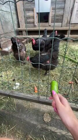 In this close-up shot, a person's hand with bright pink painted fingernails holds a small, green zucchini in front of a wire fence. Through the fence, several black chickens with red combs peck at the ground inside a coop. The coop appears to be made of wood with a small entrance at the back. The ground inside the coop is covered in dry grass or hay, with some scattered carrots visible. The overall scene suggests a farm or backyard setting where someone is feeding the chickens. The lighting suggests it is daytime, likely outdoors. No visible text is present in the frame.
