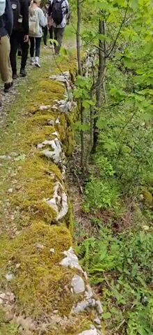 A group of five people walks along a mossy stone wall in a forest. The wall is covered in green moss and has some exposed white stones. The forest is dense with green trees and foliage. The people are walking away from the camera and are dressed in casual clothing. One person has a backpack. The weather appears overcast.