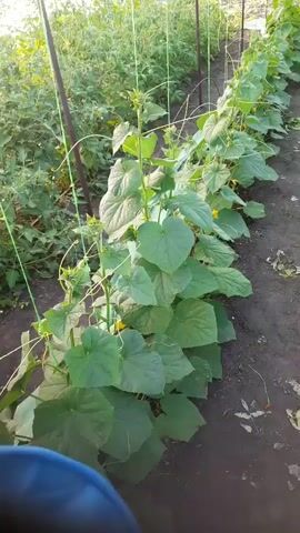 The video pans across a greenhouse with rows of plants. On the left, cucumber plants are supported by strings. On the right, rows of tomato plants are visible. The greenhouse appears to be outdoors, with natural light filtering through the covering. The ground is dark soil with some dried leaves and debris. The plants are green and healthy, with some small yellow flowers visible on the cucumber plants. The camera is handheld and the movement is slightly shaky.