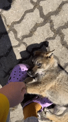 Woman plays with puppy in Tyulyuk, Russia