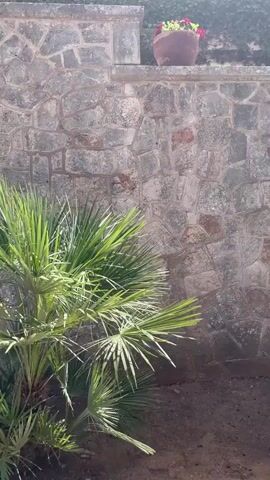 The video shows a stone wall with plants on top and palm trees in front. The camera pans up to reveal a multi-story building made of stone with balconies and potted plants. The sky is blue with some clouds. The camera then pans up into the branches of a large tree with green leaves against the blue sky. The scene appears to be outdoors in a sunny, possibly Mediterranean, location.
