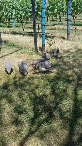 A peacock stands in a grassy area with a vineyard in the background. Several guinea fowl are gathered around on the ground. The peacock is blue and green. The guinea fowl are grey with white speckles and have red wattles around their heads. Some of the guinea fowl are pecking at the ground.