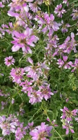This is a close-up video of a field of small, light purple flowers. The camera moves slightly, focusing on the delicate petals and green stems. In the foreground, a bouquet of white daisies with yellow centers is held by a person's hand, which is adorned with rings. The background is a blur of more purple flowers, creating a soft and natural setting.

The video appears to be shot outdoors during the daytime, likely in a meadow or garden, as suggested by the abundance of flowers and the natural lighting. The overall mood is peaceful and serene, with a focus on the beauty of nature. There is no visible text in the video. The setting of Кощаково, Russia, provides a geographical context for this natural scene.
