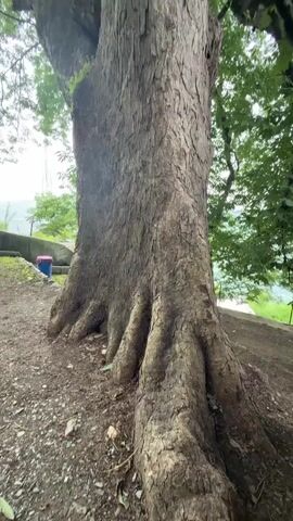 A low-angle, upward shot focuses on the trunk and exposed root system of a large, ancient tree. The bark is rough and textured, with deep fissures. The roots spread out from the base, gripping the earth. Lush green leaves form a dense canopy overhead, obscuring much of the sky. In the background, a blurred hillside is visible, with hints of structures and foliage. To the left, a blue and red object, possibly a bucket, rests near the base of the tree on a dirt path. Further in the distance, the faint outlines of people can be seen. The overall impression is one of immense age and natural grandeur.